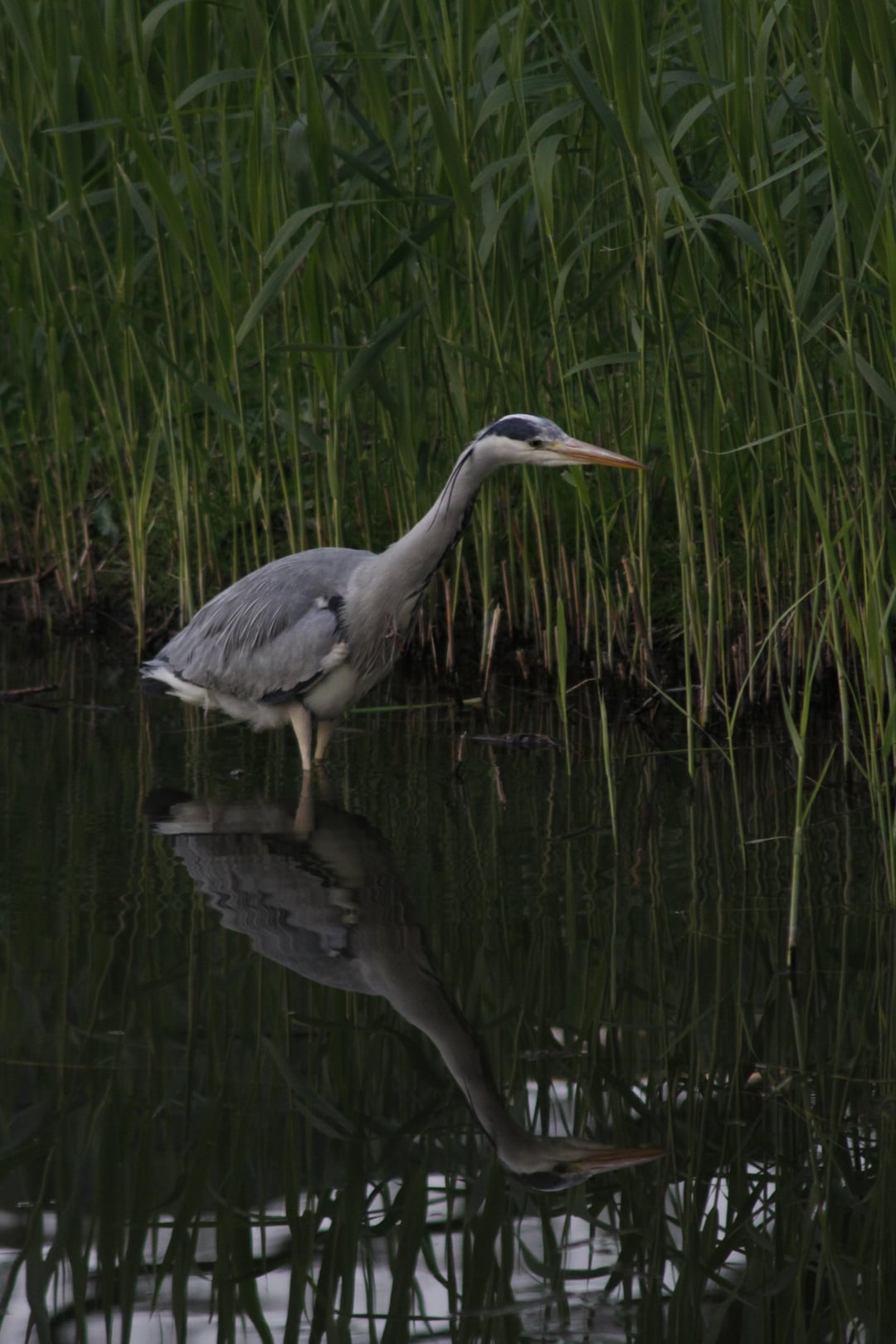 Wat Voor Een Vogel Is Dit