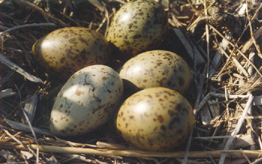 Welke Vogel Legt Welk Ei