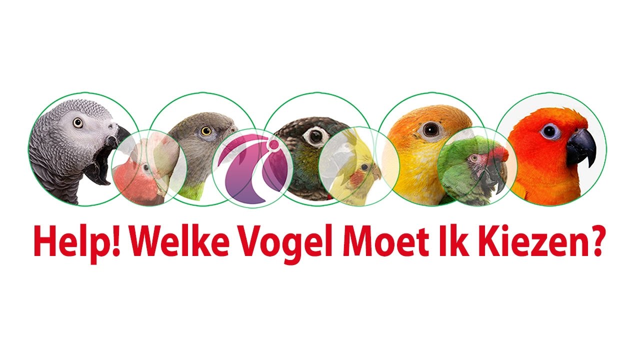 Mag Je Een Fret Als Huisdier In Nederland