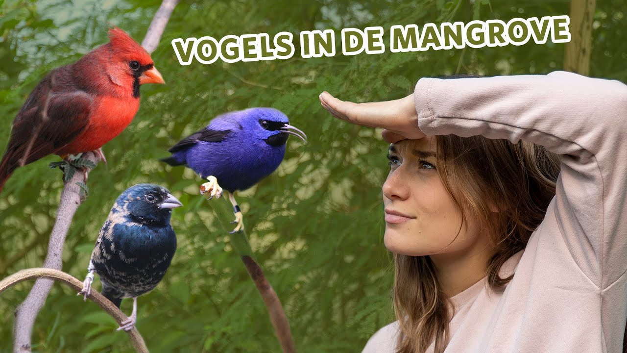 Welke Vogel Heeft De Grootste Spanwijdte