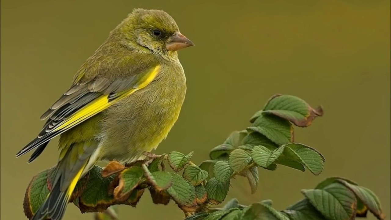 Welke vogels zingen in uw tuin? - YouTube - Wat Voor Een Vogel Is Dit