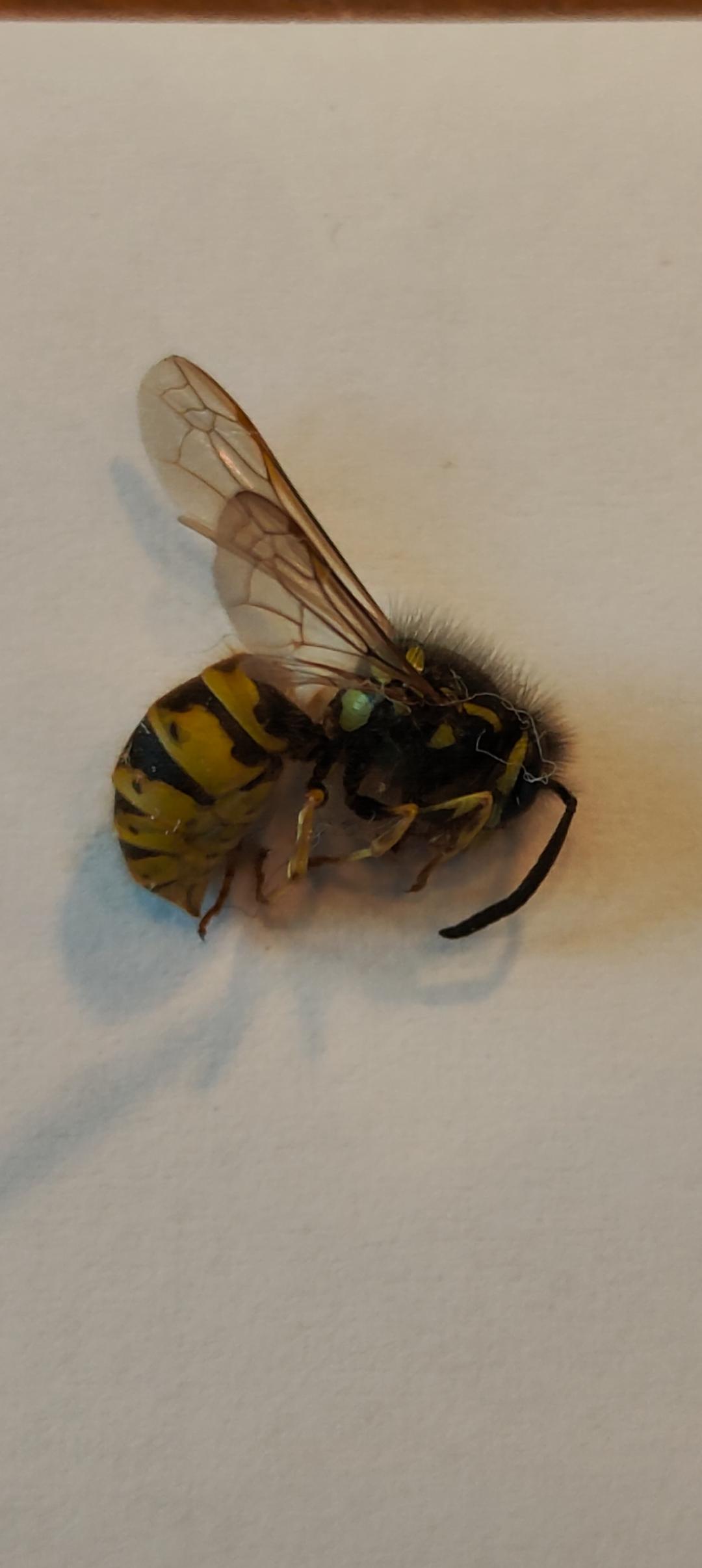 Welke Wesp is dit? : r/petyoloblog - Waar Is Een Wesp Goed Voor