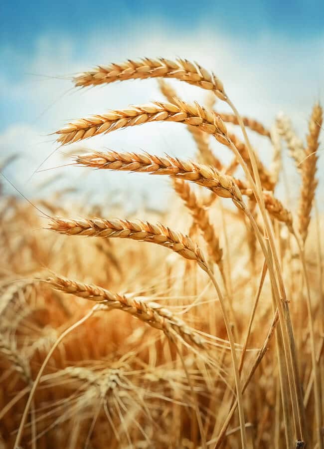 Well Nourished ⎮ Why I avoid wheat and suggest you do too - Weet Ik Veel App Winnaars