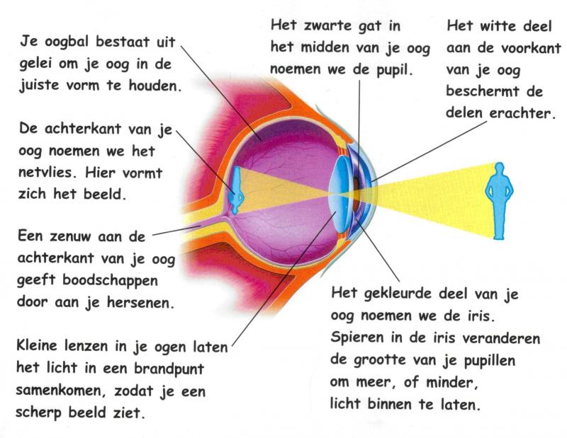 Werkstuk Biologie Zintuigen (groep 8) | Scholieren.com - Het Oog Van De Wereld