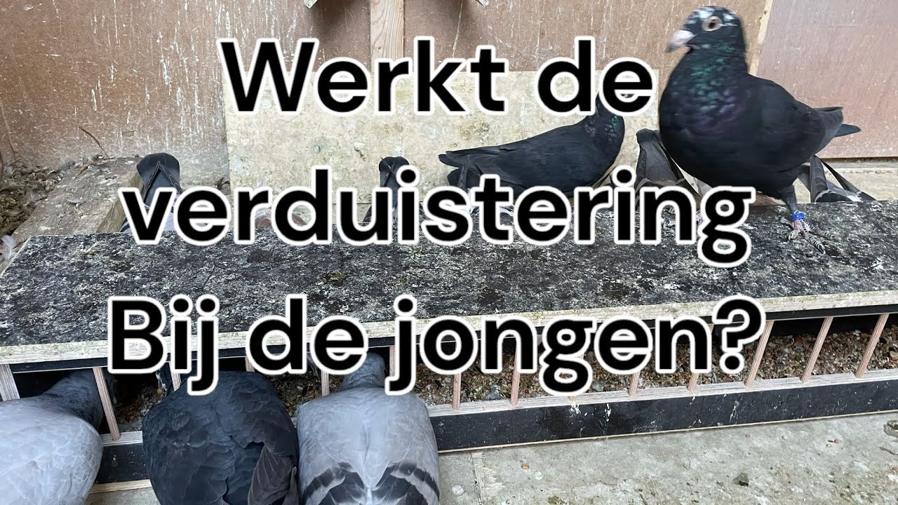 Werkt het verduisteren van de jongen? | Oude duiven los | Postduiven - Wat Eten Duiven In Het Wild