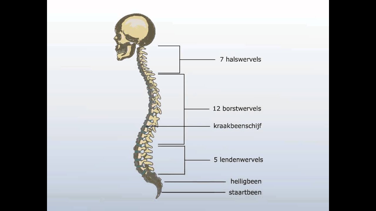 Aan Welke Wervels Zitten De Ribben Vast