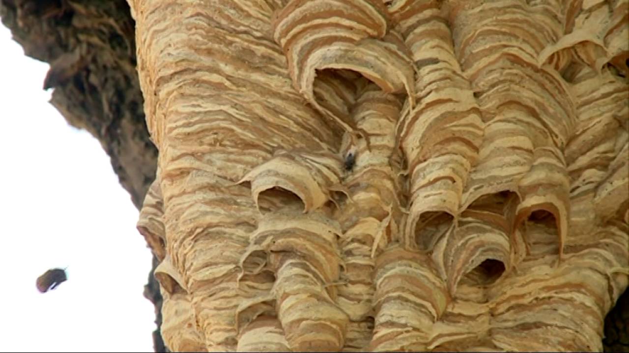 wespen nest Hoornaar - YouTube - Hoe Groot Is Een Wespennest Onder De Grond