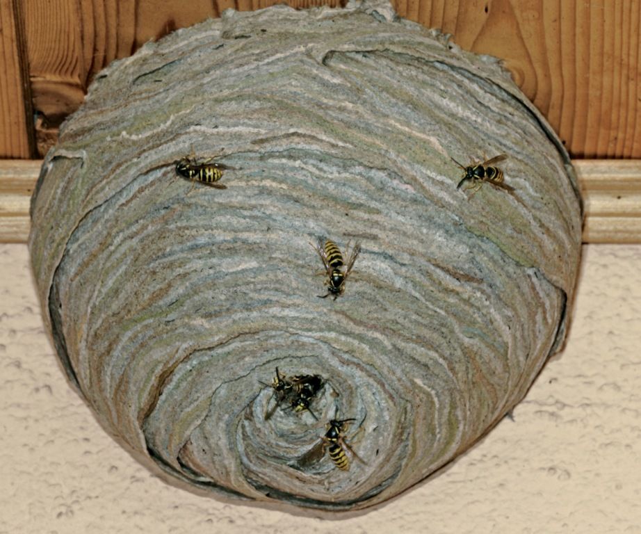 Wespennest van de duitse wesp ook wel de limonade wesp genoemd Wasp - Hoe Groot Is Een Wespennest Onder De Grond