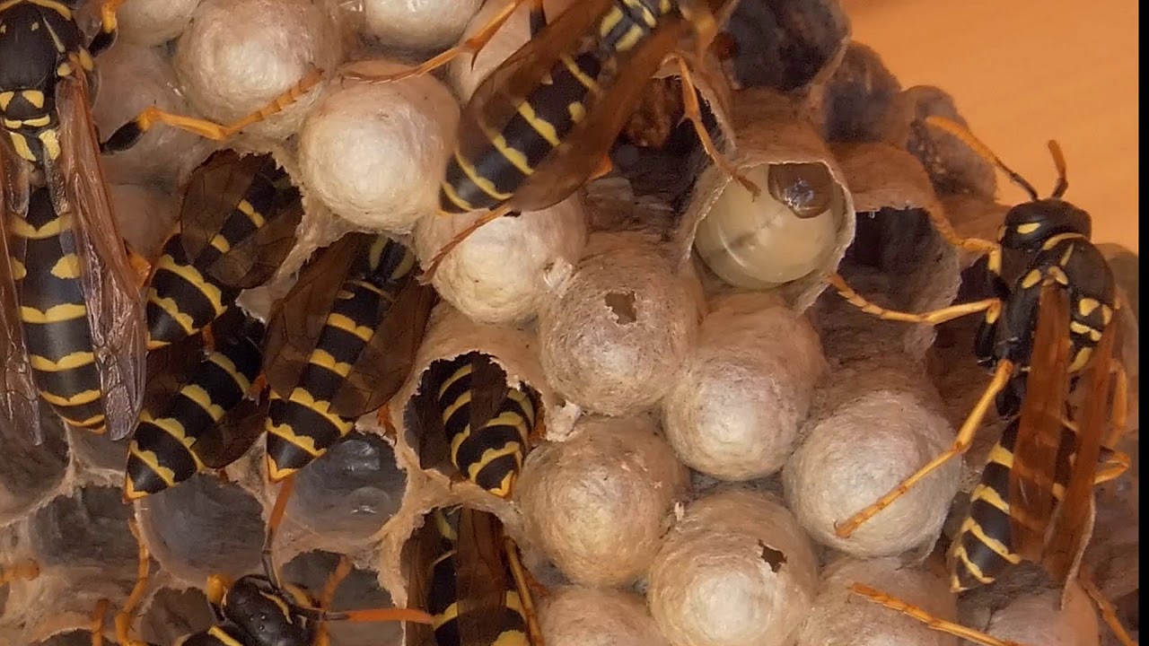 Hoeveel Wespen Zitten Er In Een Nest