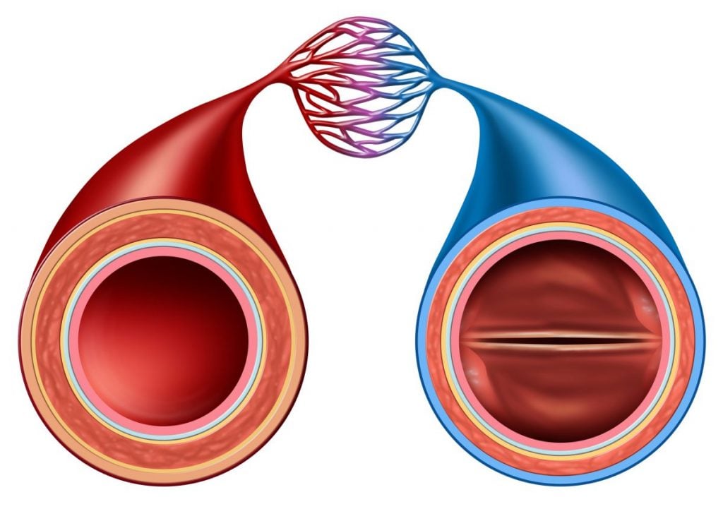 What Are Arteries? - Facty Health - Verschil Tussen Ader En Slagader