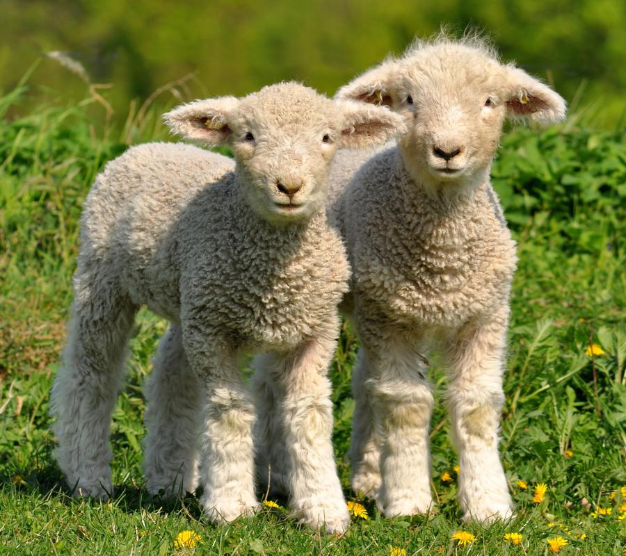What Are the Best Tips for Cooking Lamb? (with pictures) - Lamb To The Slaughter Samenvatting
