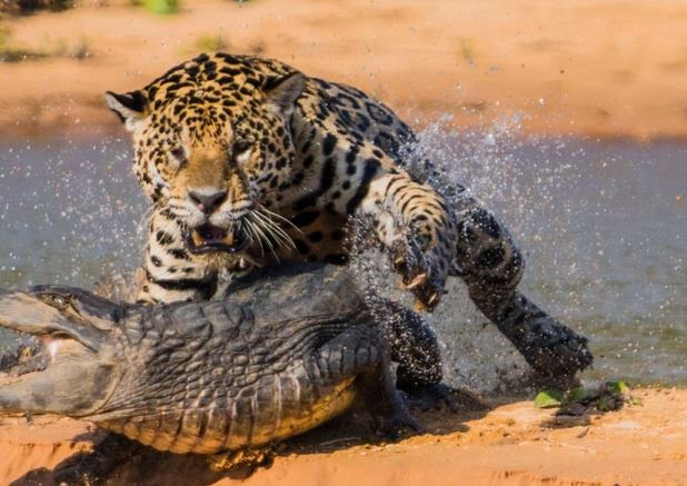What do Jaguars eat - Hoeveel Eet Een Jaguar Per Dag