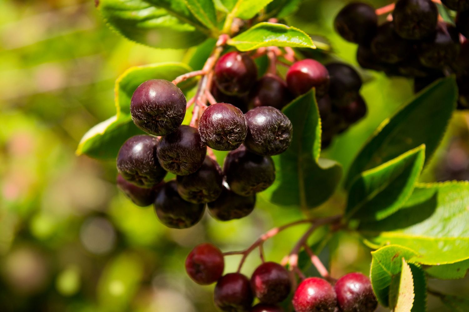 What Is a Huckleberry and What Does It Taste Like? | Allrecipes - Huckleberry Finn And Tom Sawyer Movie
