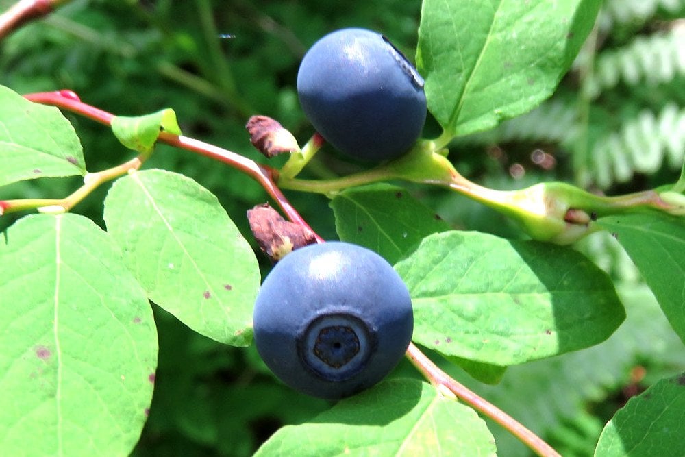 What Is Huckleberry And How Is It Different From Blueberry? - Huckleberry Finn And Tom Sawyer Movie