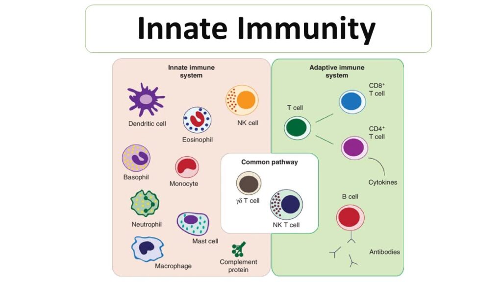 WHAT IS INNATE IMMUNITY? - Microbiology Notes - Functions Of Innate Immune System