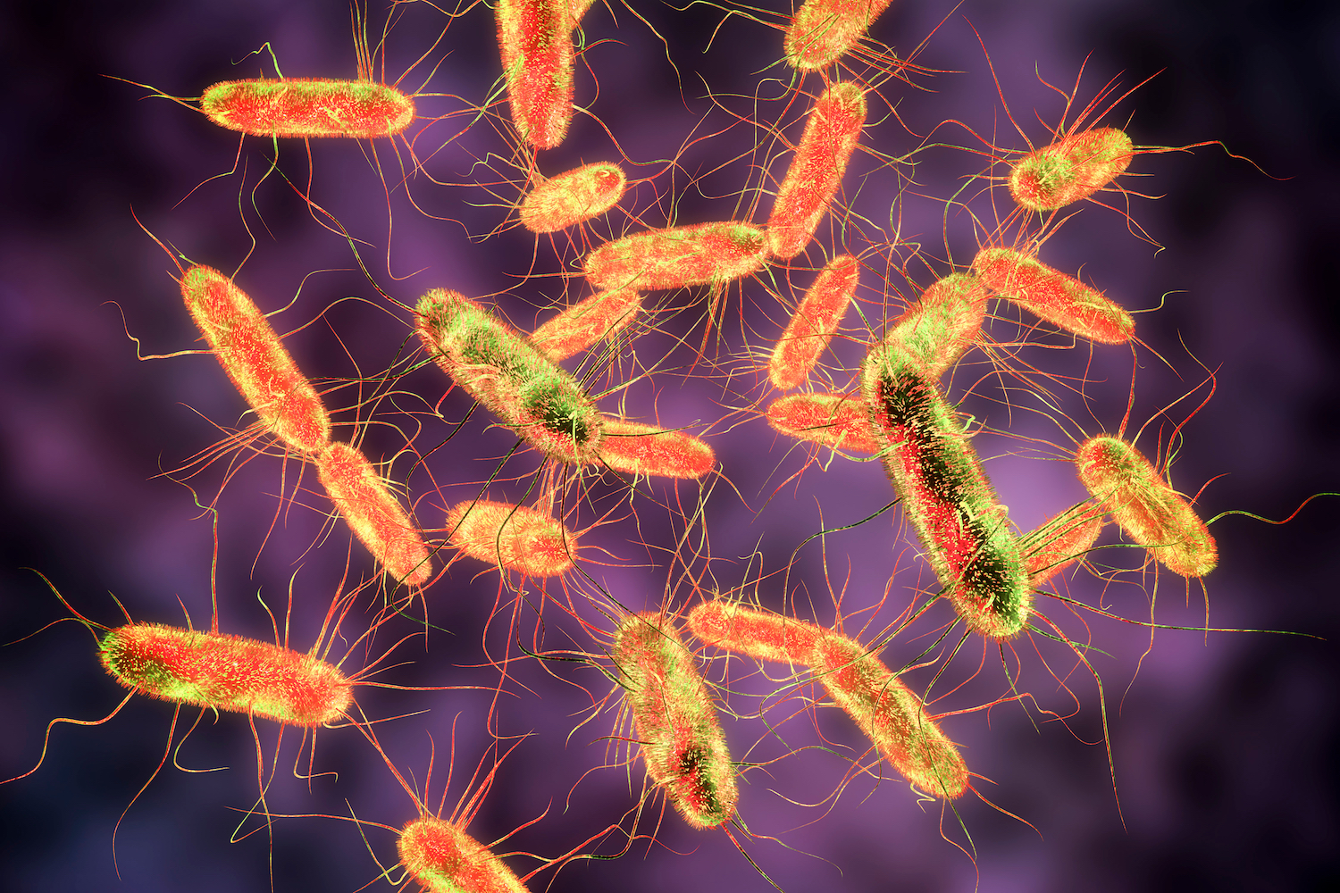 What Is Salmonella? | Live Science - Hoe Groot Is De Kans Op Salmonella
