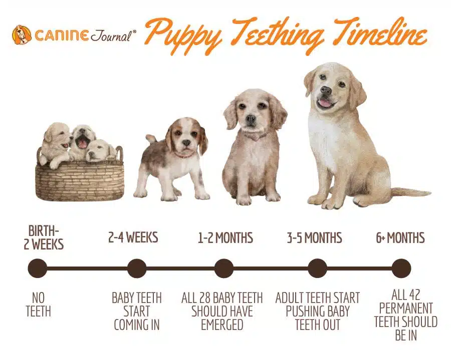 When Do Puppies Lose Their Baby Teeth? A Puppy Teething Timeline & More - In Welk Jaar Werd De Euro Ingevoerd