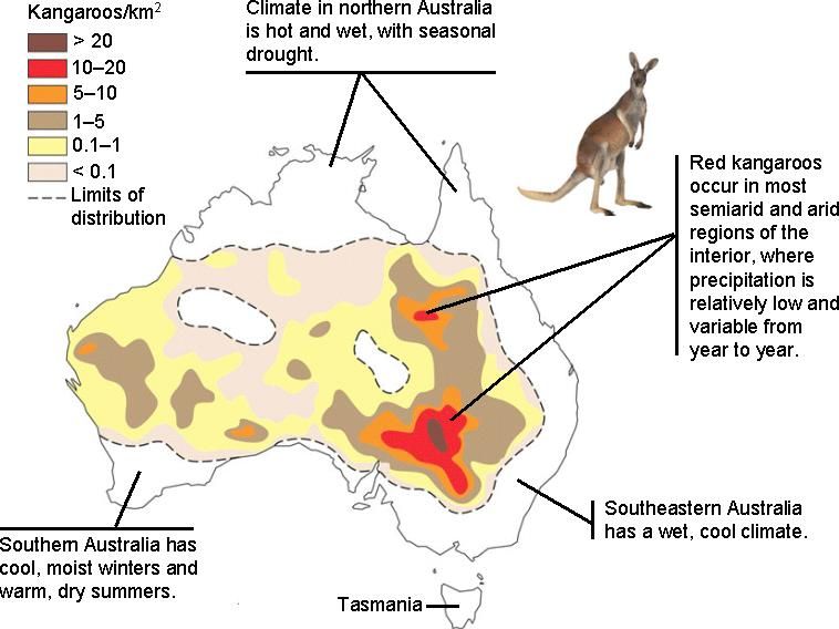 WHERE DO KANGAROOS LIVE? | Kangaroo, Red kangaroo, Eastern grey kangaroo - Hoeveel Kangoeroes Zijn Er In Australie