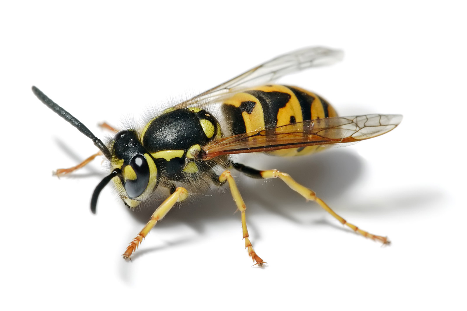 Where have all the wasps gone? – Strathbogie Ranges – Nature View - Wasp Reporter Answers Volume 22