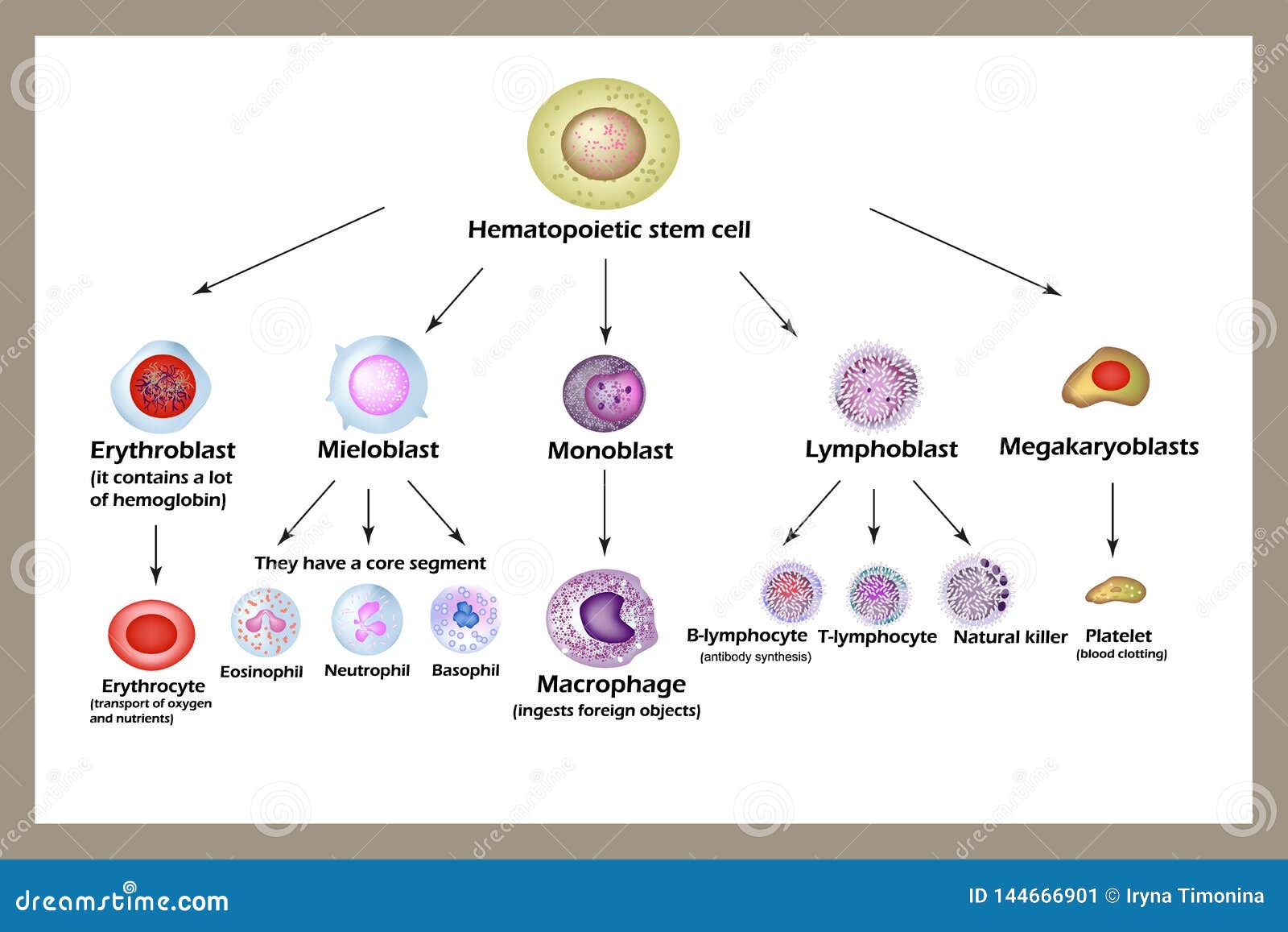 White Blood Cells Morphology Irasutoya | Images and Photos finder - Waar Worden Witte Bloedcellen Gemaakt