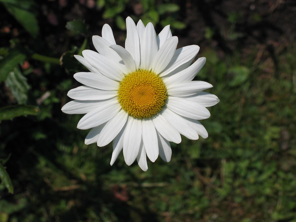 White Daisy Flower Yellow - Free photo on Pixabay - Pixabay - Wit Bloemetje Met Geel Hartje