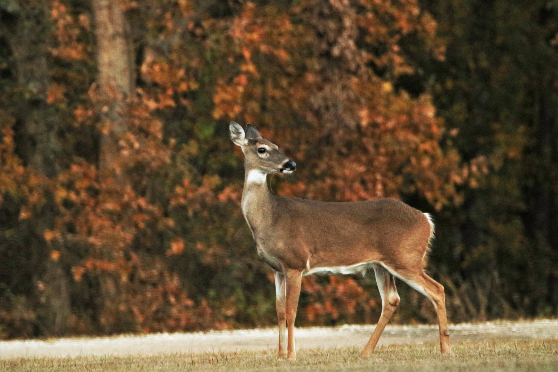 White-tail Doe In Fall Close-up Free Stock Photo - Public Domain Pictures - Doe Dat Ook Een Ander Niet
