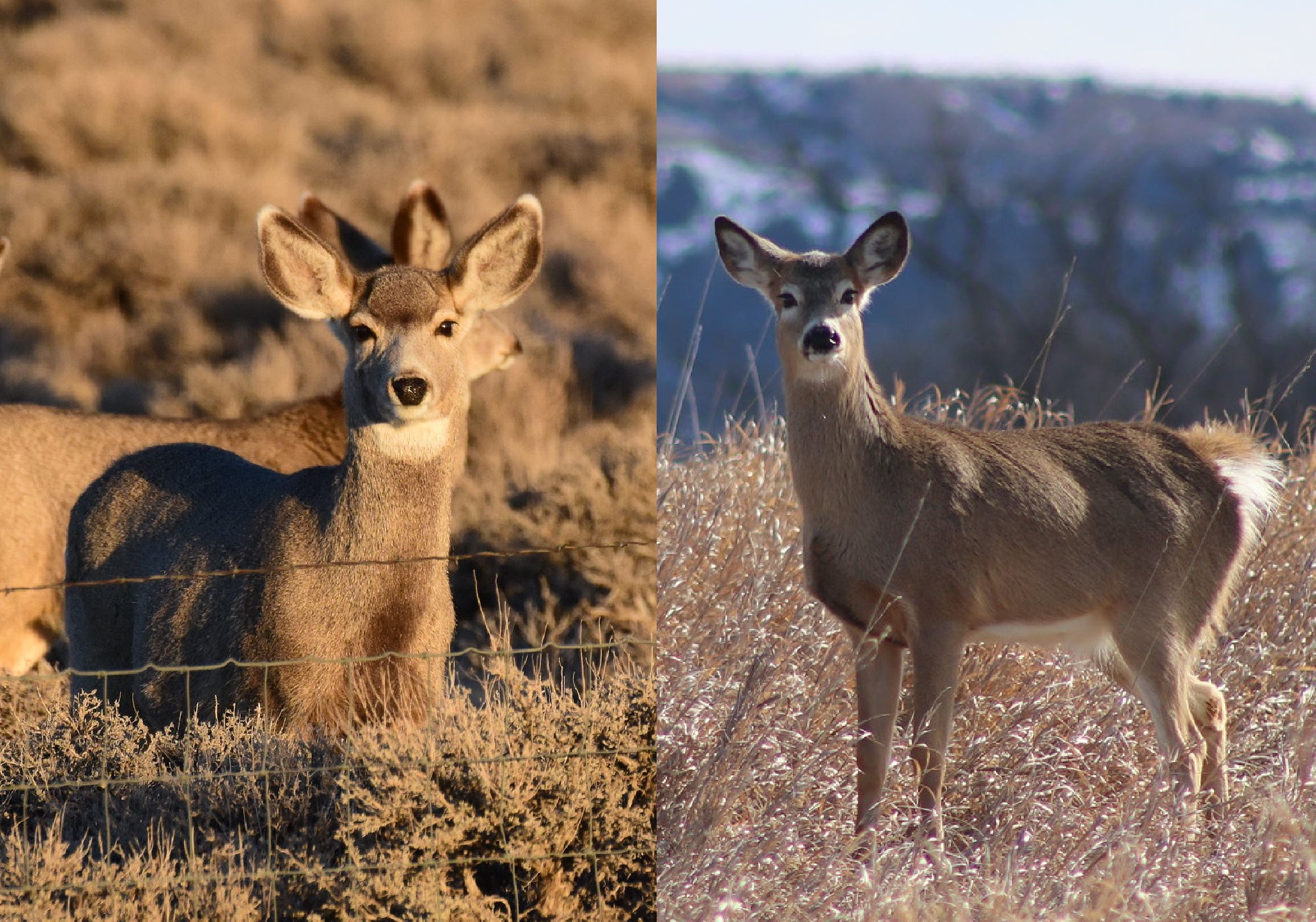 White Tailed Deer Doe Face - Doe Er Je Voordeel Mee Betekenis