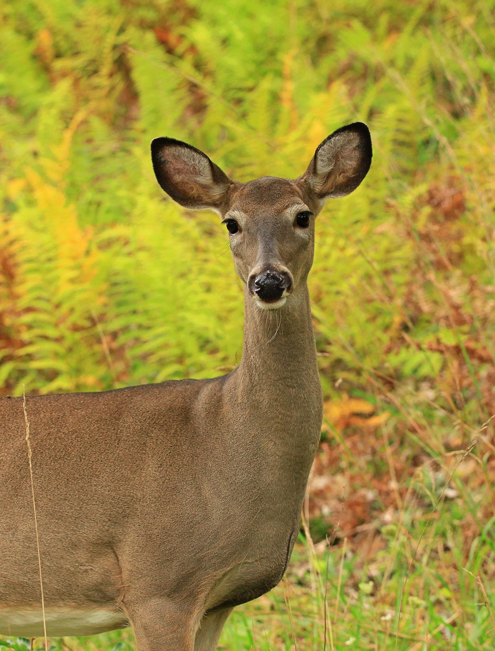 Whitetail Deer Doe - Doe Er Je Voordeel Mee Betekenis