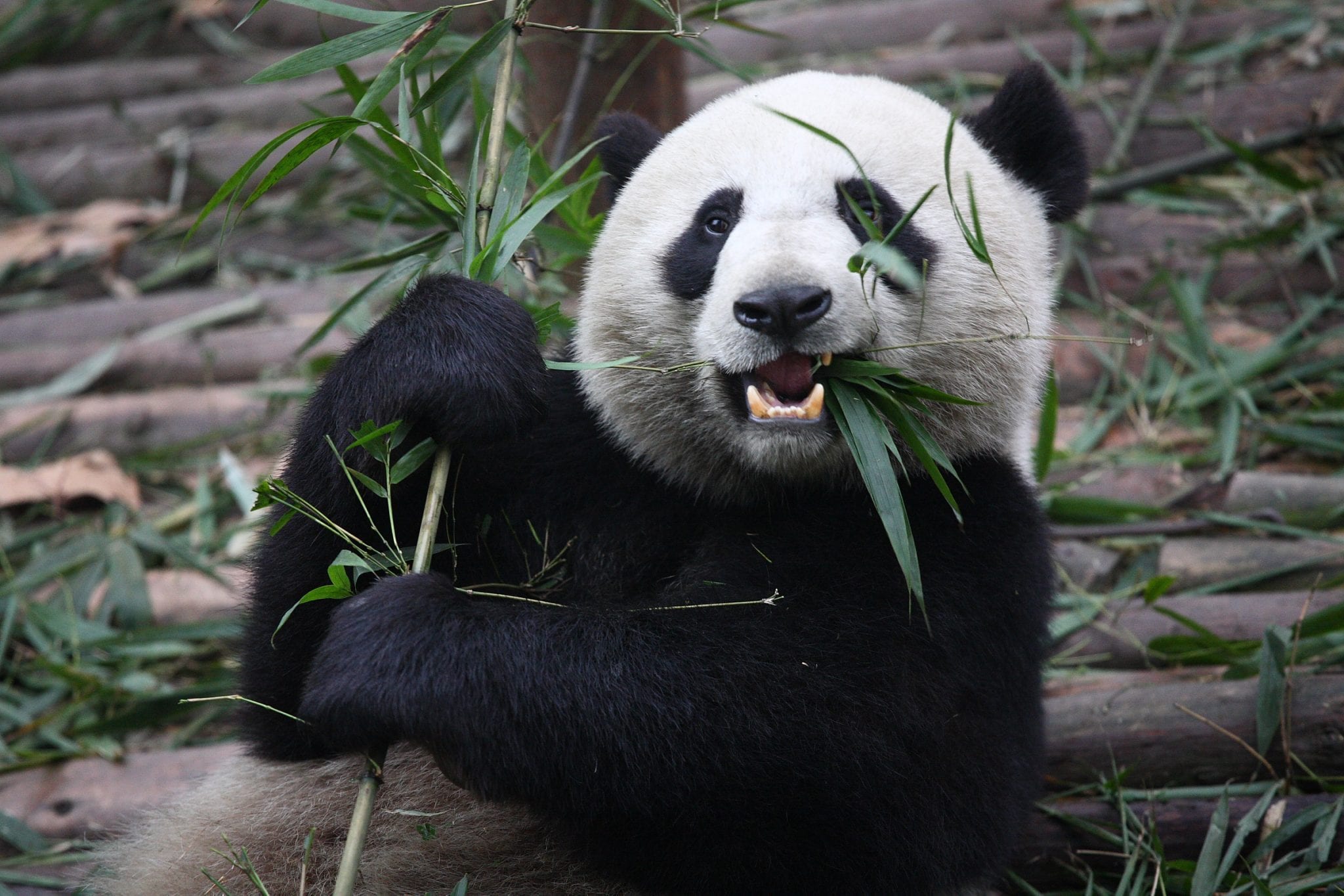 Why Do Pandas Eat Bamboo? - Panda Things - Hoeveel Bamboe Eet Een Panda Per Dag