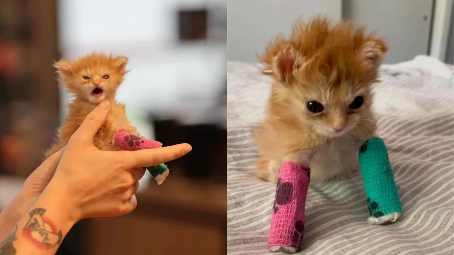 Why is Tater Tot trending? Fans pour tributes to the rescue cat - Tot Hoe Laat Werken 16 Jaar