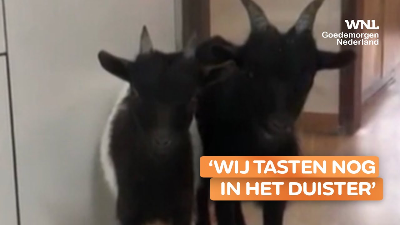 Wie is de eigenaar van deze twee gevonden bokjes? - YouTube - Wie Is De Eigenaar Van Bol Com