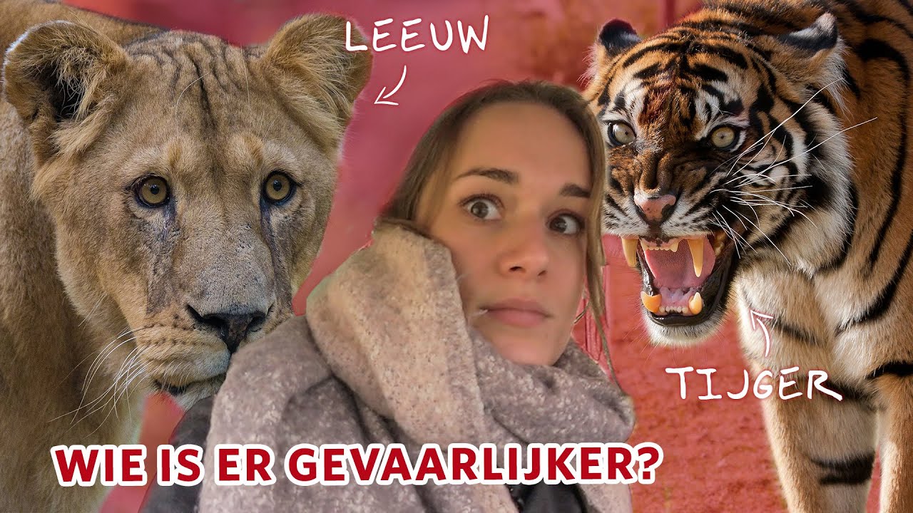 Wie Is Sterker Leeuw Of Tijger