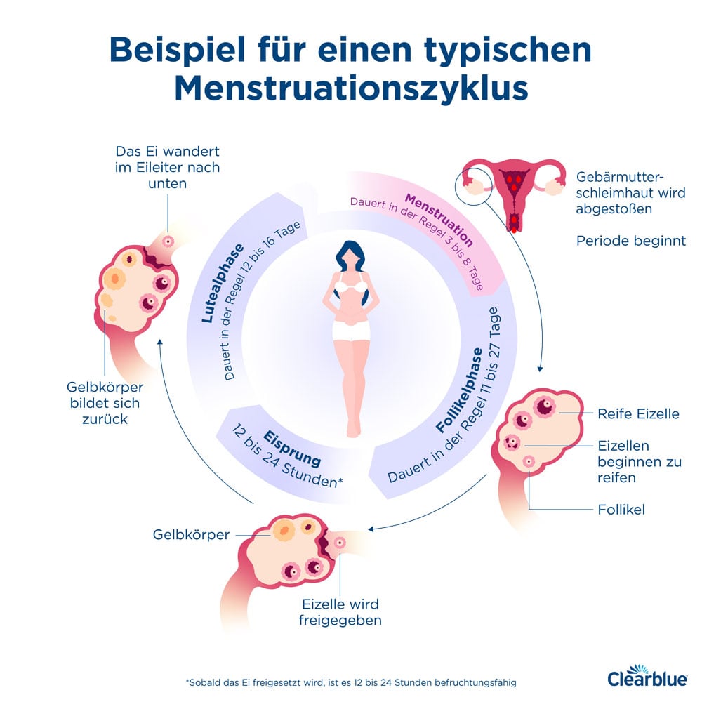Wie lange dauert ein Menstruationszyklus | Clearblue - Periode Kalender 2024 4 Weken