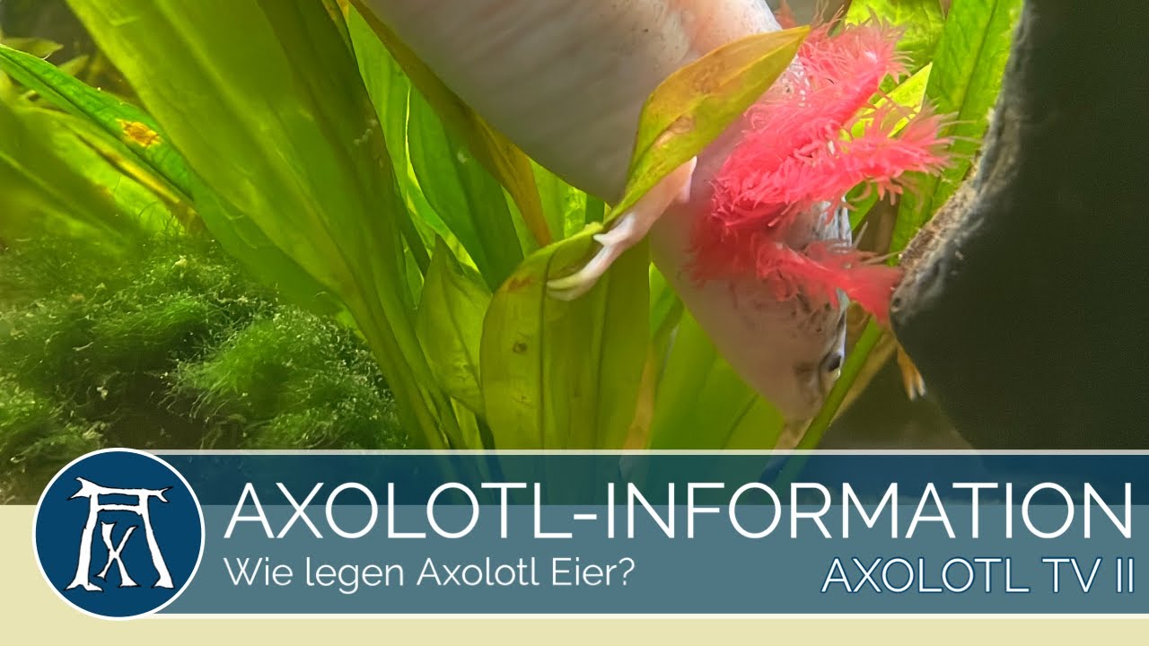 Wie legen Axolotl Eier? - YouTube - Hoeveel Eieren Legt Een Zwaan