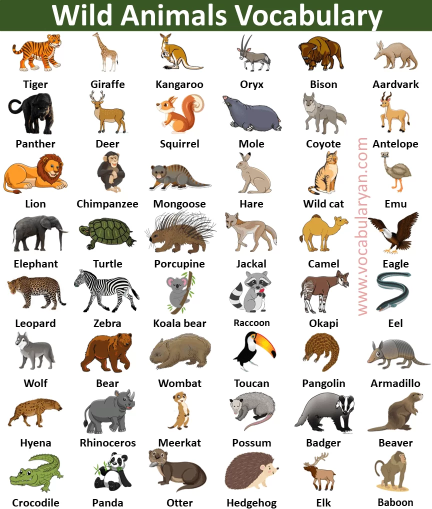 Wild Animals Names – VocabularyAN - Animal Planet Animal Planet Animal Planet