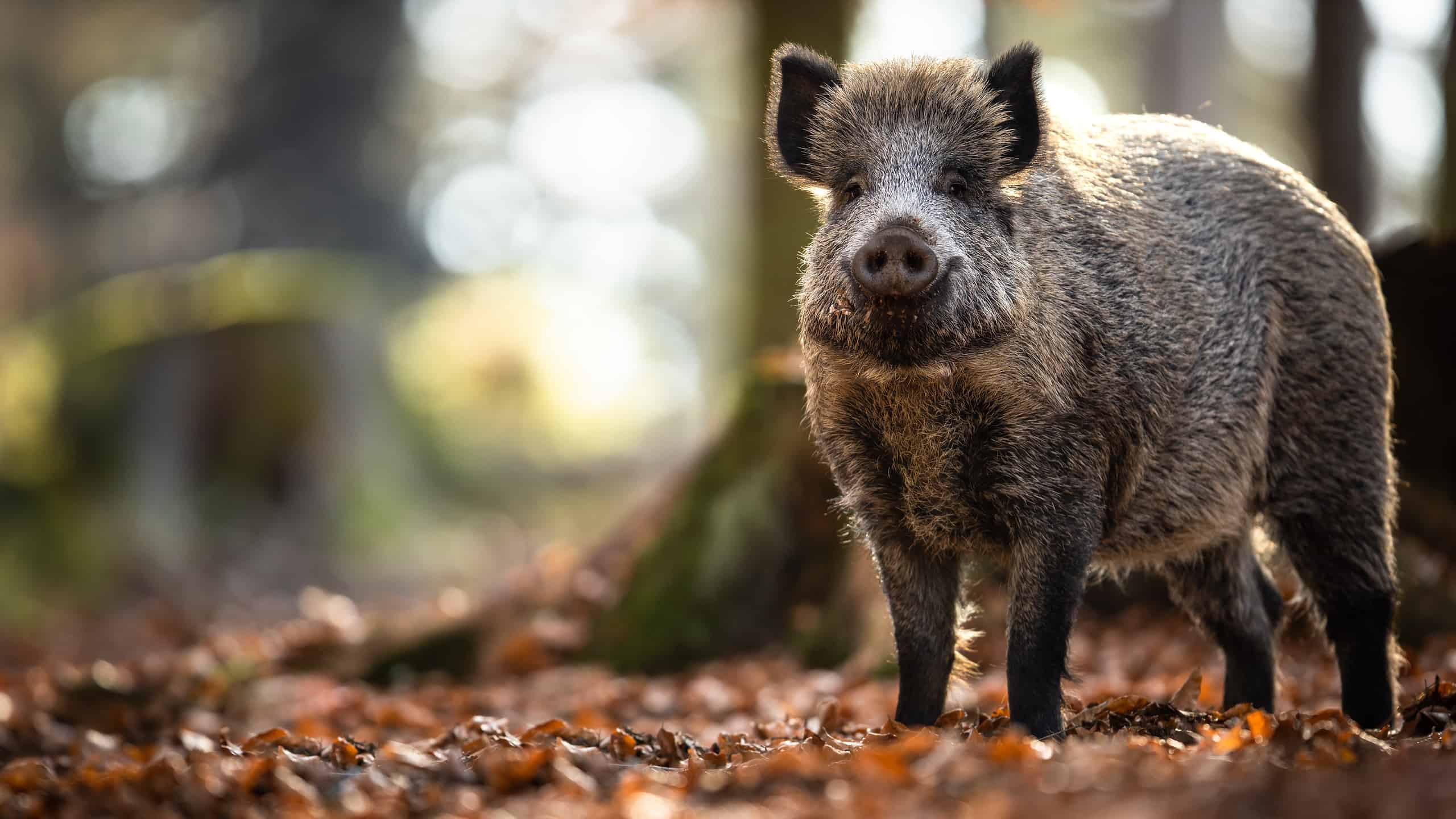 Wild Boars in Tennessee: Population and Hunting Rules - A-Z Animals - Hoe Groot Is Het Territorium Van Een Wild Zwijn