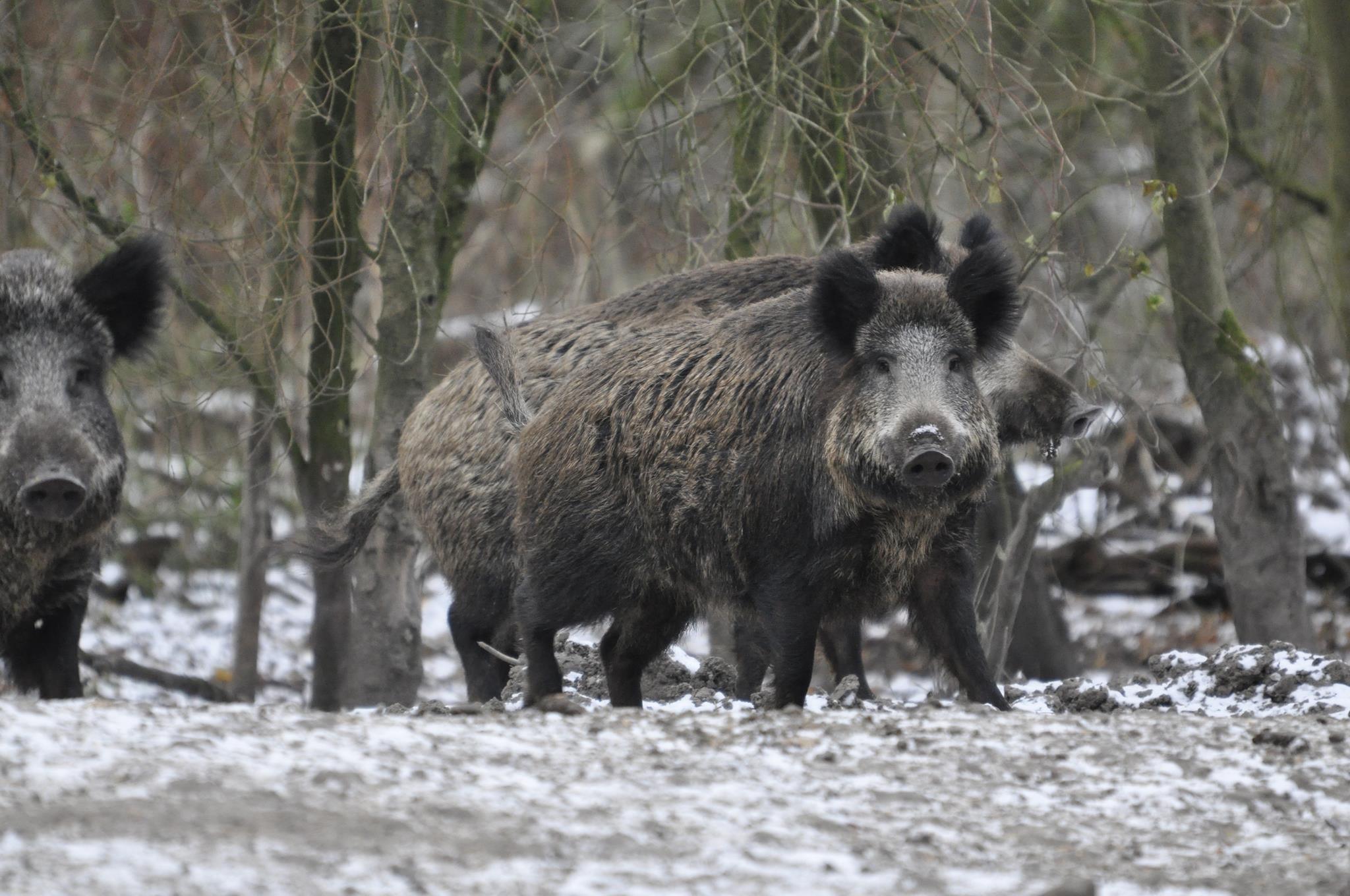 Wild boars — Park Hoge Veluwe - Hoe Ziet De Leefomgeving Van Een Wild Zwijn Eruit