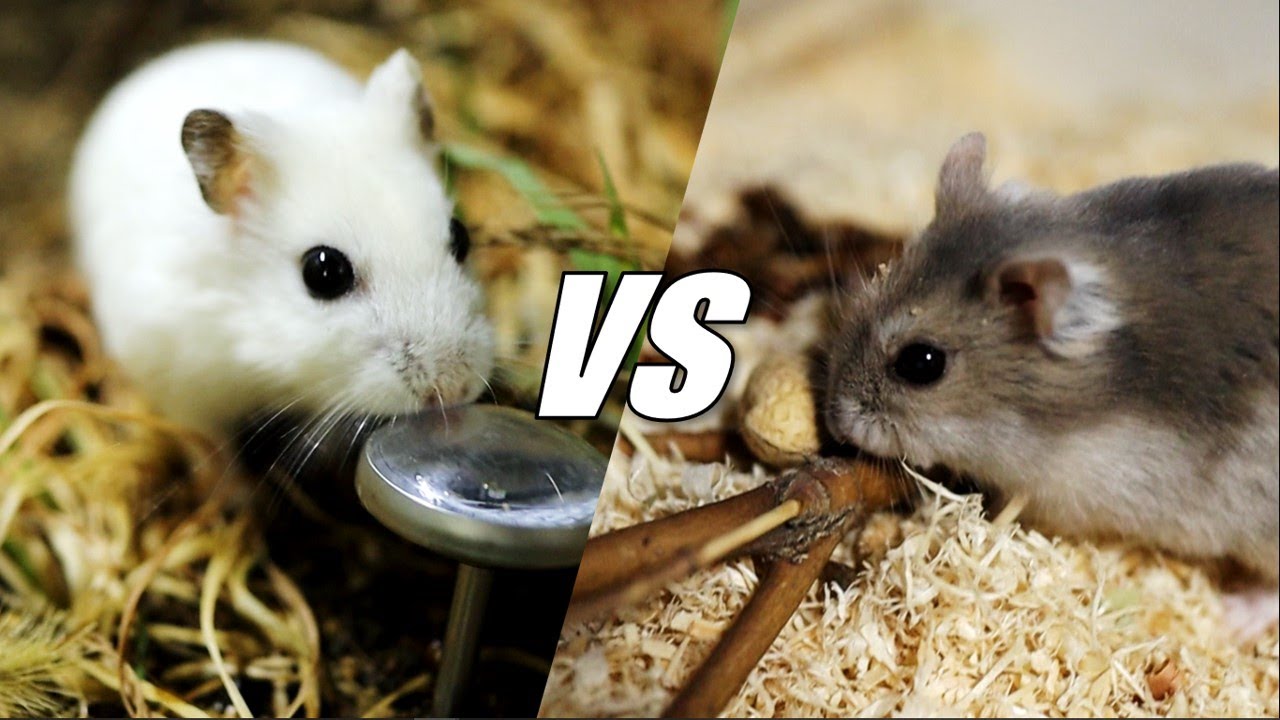 Waar Leven Hamsters In Het Wild
