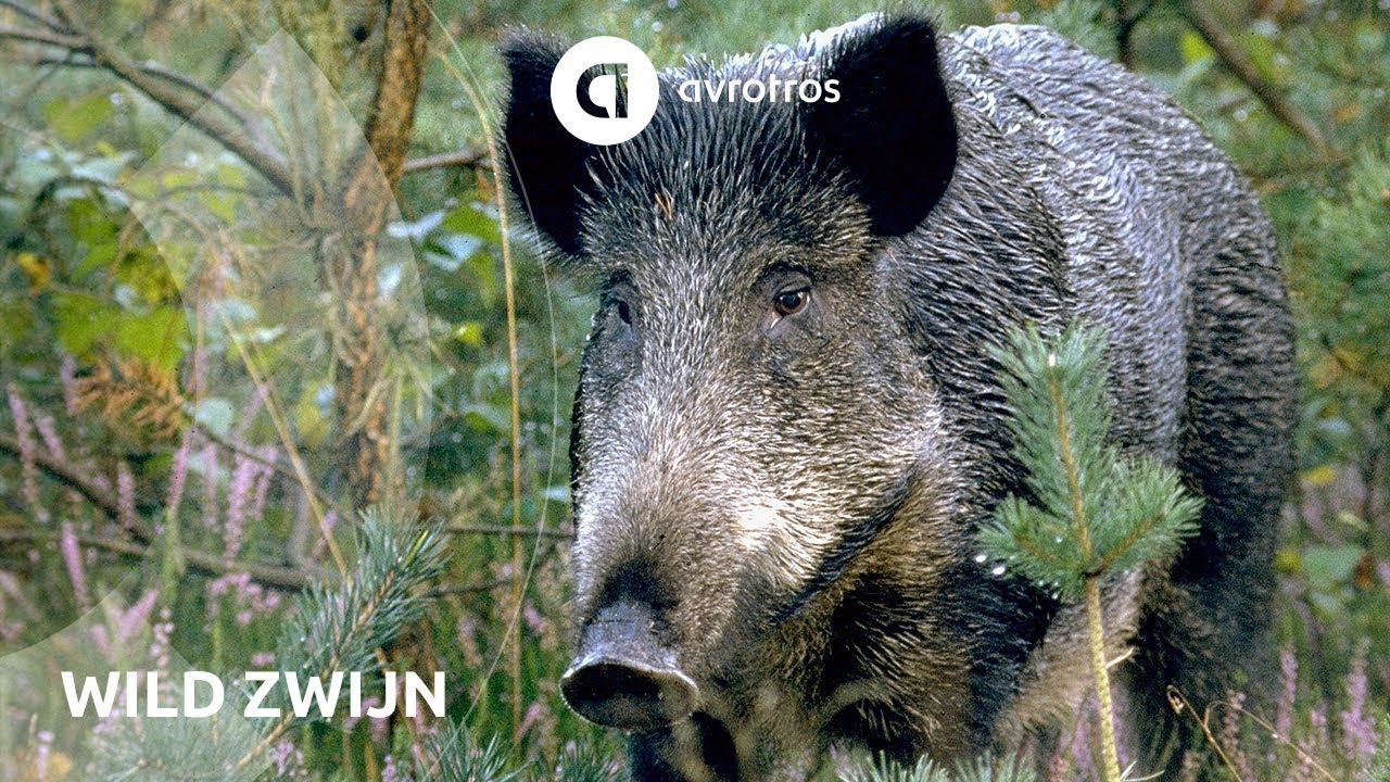 Hoe Groot Is Het Territorium Van Een Wild Zwijn