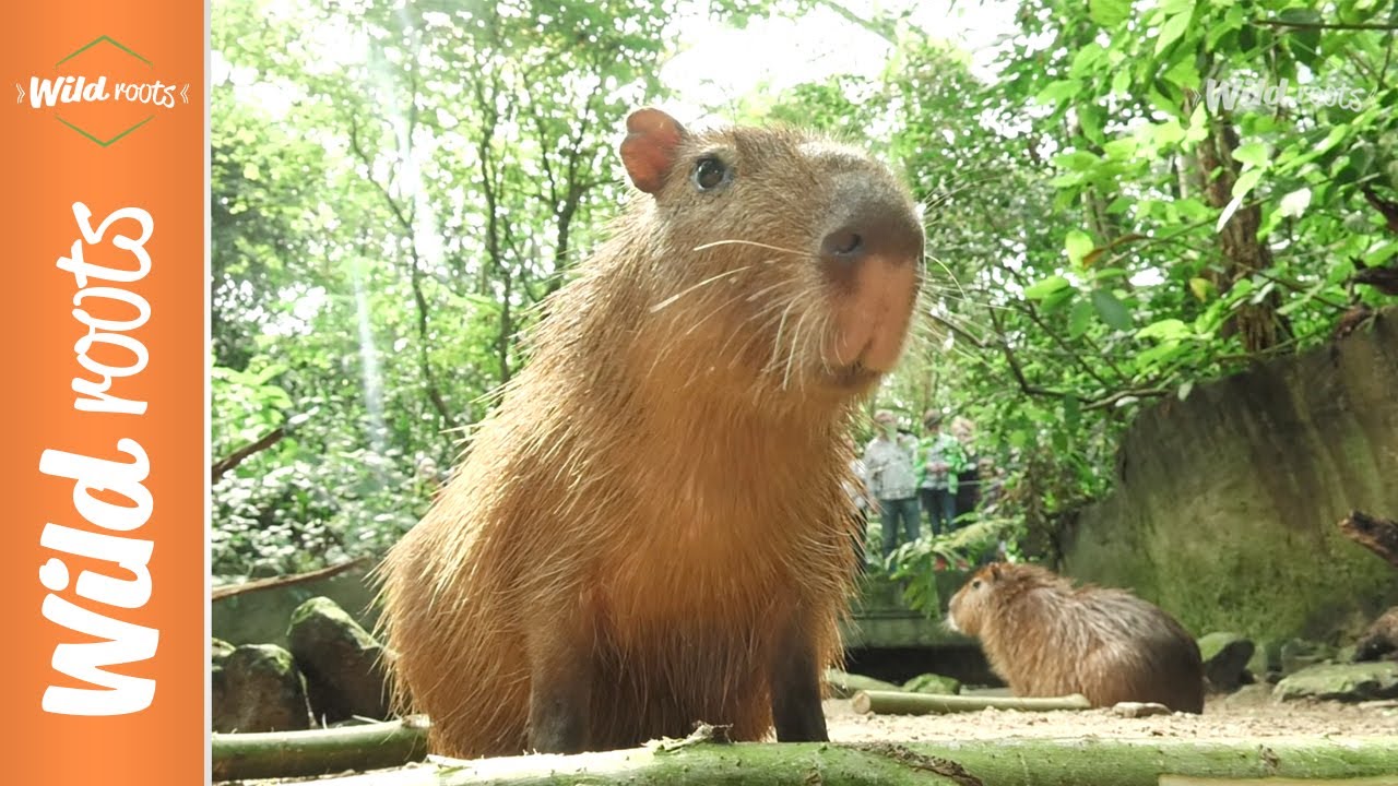Wild Roots: De wilde wortels van de cavia - YouTube - Waar Leven Cavia's In Het Wild