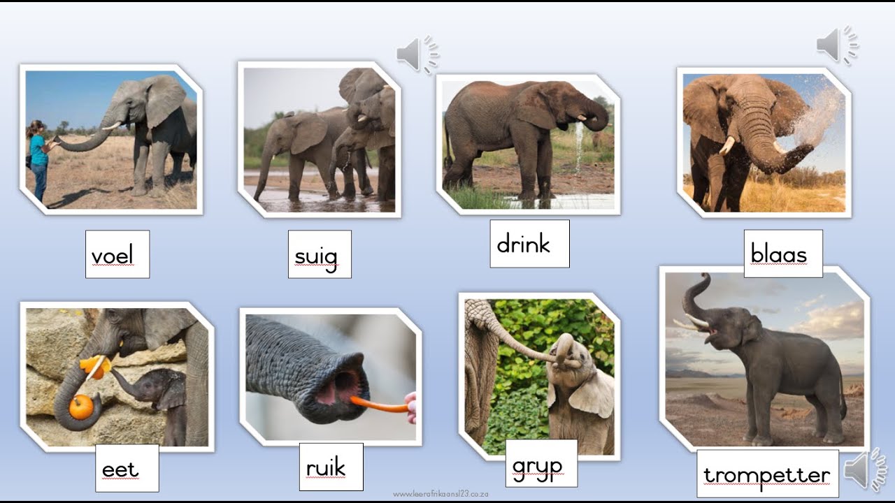 Wilde diere 1 (Leeu en Olifant) - YouTube - Dieren Met De Letter P