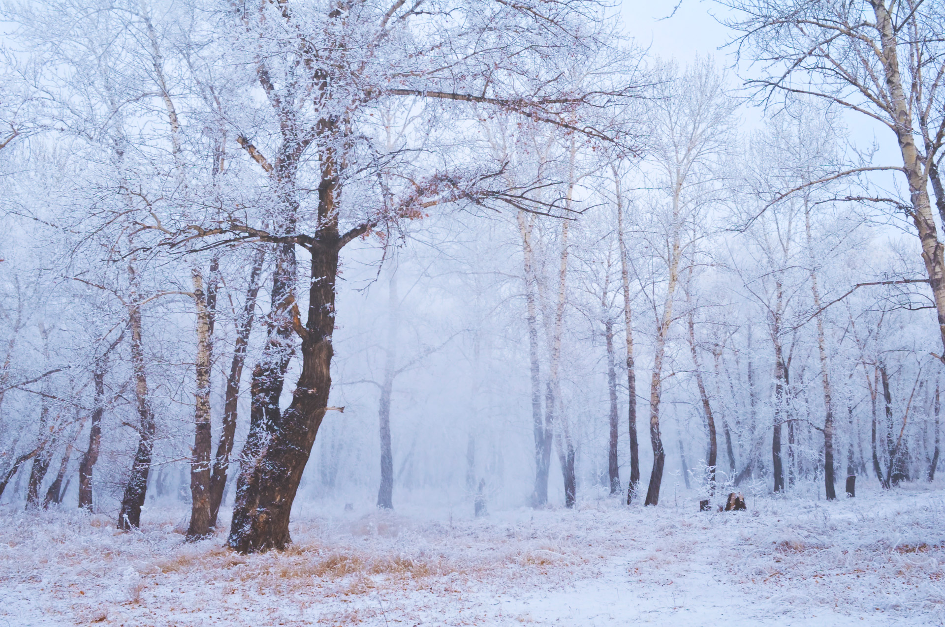 Winter Forest Free Stock Photo - Public Domain Pictures - Winter Royale 2023 Fortnite Date