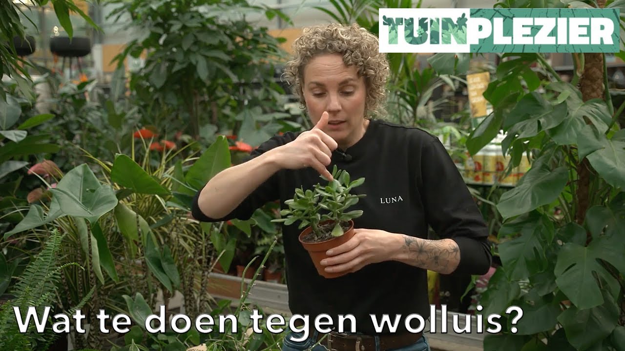 Kamerplant Die Tegen Kou Kan