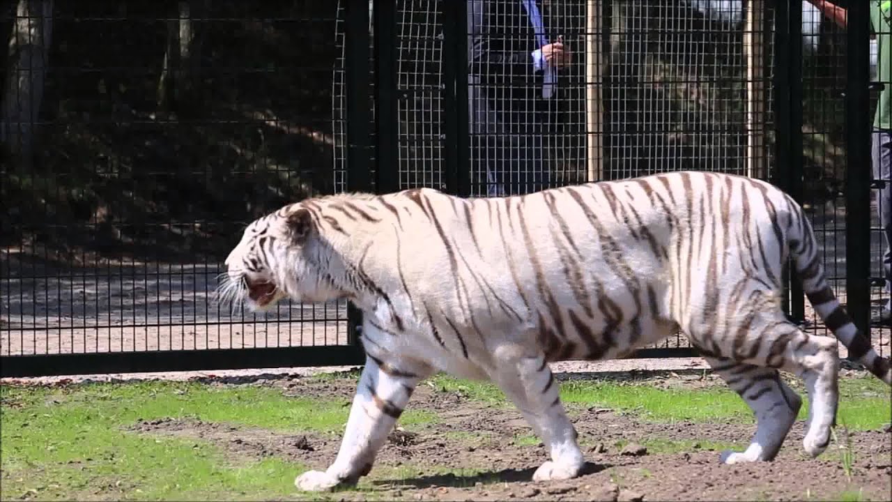 Hoeveel Tijgers Leven Er Nog In Het Wild
