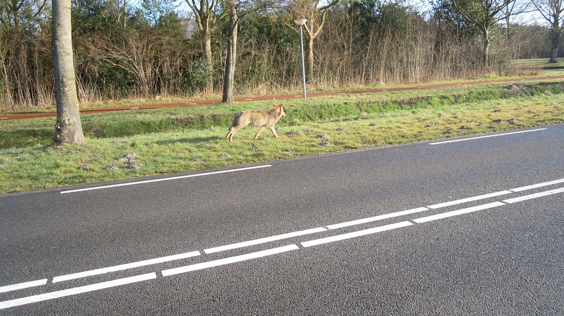 'Wolf is zo mak als een lammetje' - RTV Noord - Zo Mak Als Een Lammetje