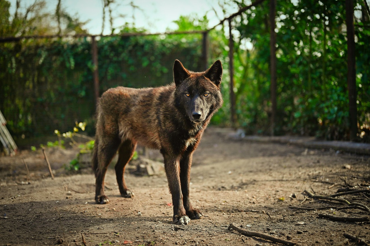 Wolf Wolfdog Dog - Free photo on Pixabay - Pixabay - Hond Die Op Wolf Lijkt