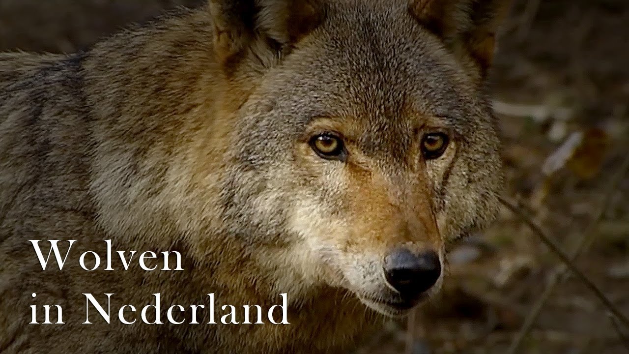 Wolven in Nederland - YouTube - Hoe Ziet Een Wolf Eruit