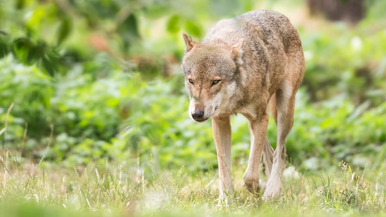 Waar Leeft De Wolf In Nederland