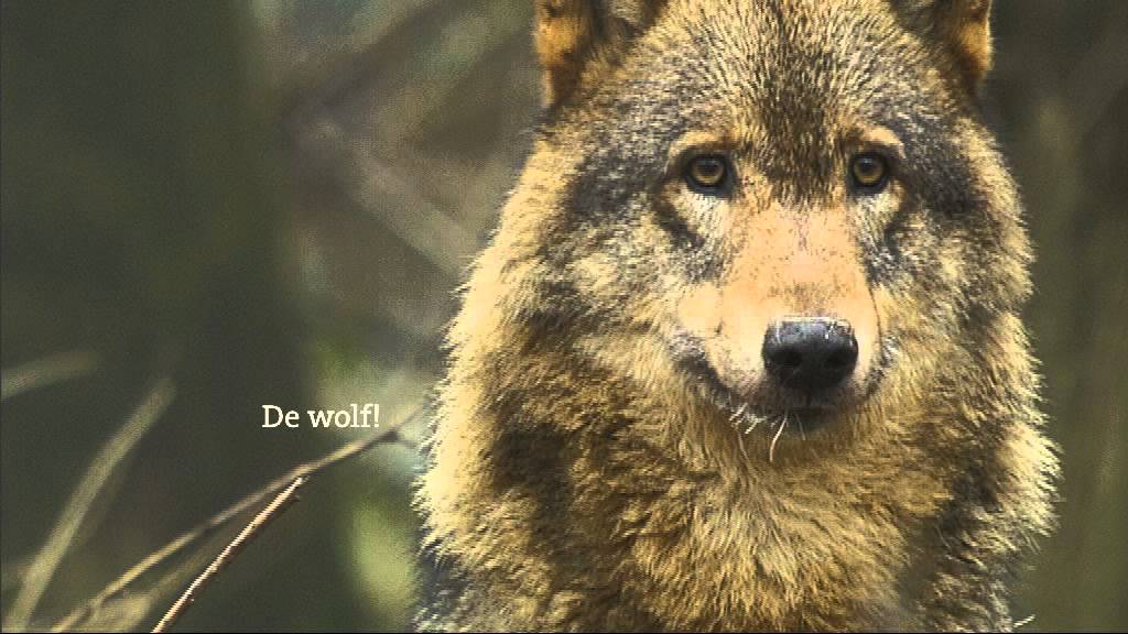 Hoeveel Soorten Wolven Zijn Er