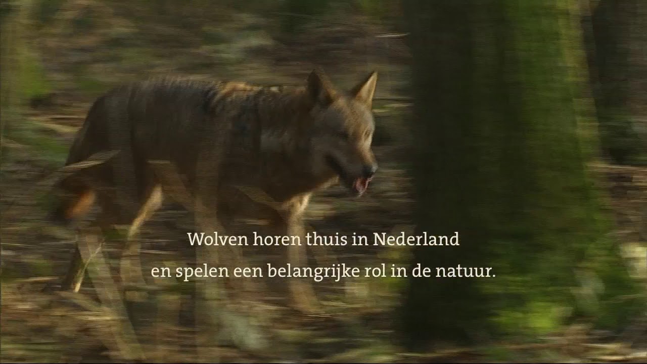 Wolven in Nederland - YouTube - Hoeveel Wolven Zijn Er In Nederland